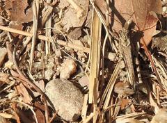 Trilophidia annulata