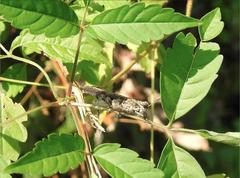 Trilophidia annulata