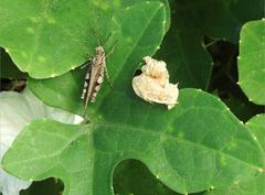 Trilophidia annulata