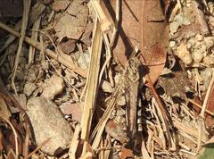 Trilophidia annulata