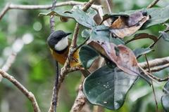Melanesian Whistler photo 3