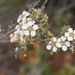Leptospermum myrsinoides - Photo (c) Reiner Richter,  זכויות יוצרים חלקיות (CC BY-NC-SA), הועלה על ידי Reiner Richter