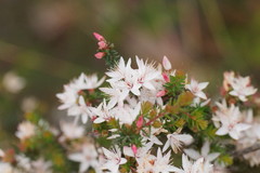 Calytrix alpestris