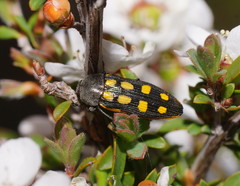 Castiarina xanthopilosa