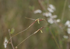 Austrostipa muelleri