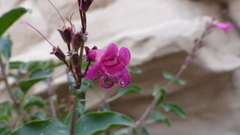Penstemon clevelandii clevelandii