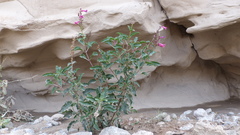 Penstemon clevelandii clevelandii