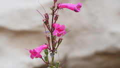Penstemon clevelandii clevelandii