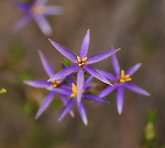 Calectasia intermedia