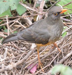 Turdus abyssinicus