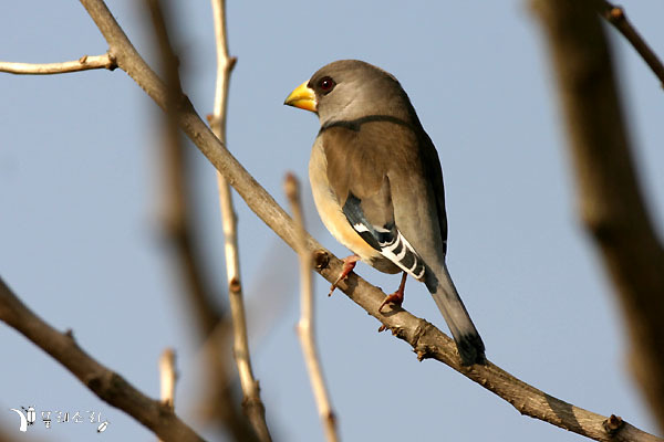 Chinese Grosbeak