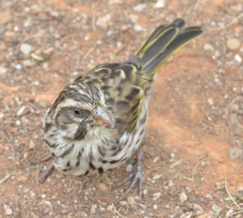 Streaky Seedeater