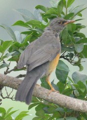 Turdus abyssinicus