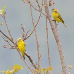 Crithagra sulphurata