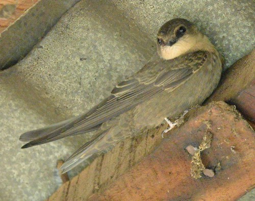 Red-throated Crag-Martin