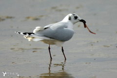 Saundersilarus saundersi