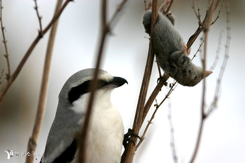 Chinese Grey Shrike (Lanius sphenocercus), photo 4