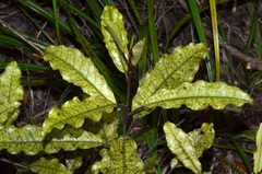 Quintinia serrata