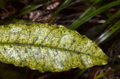 Quintinia serrata