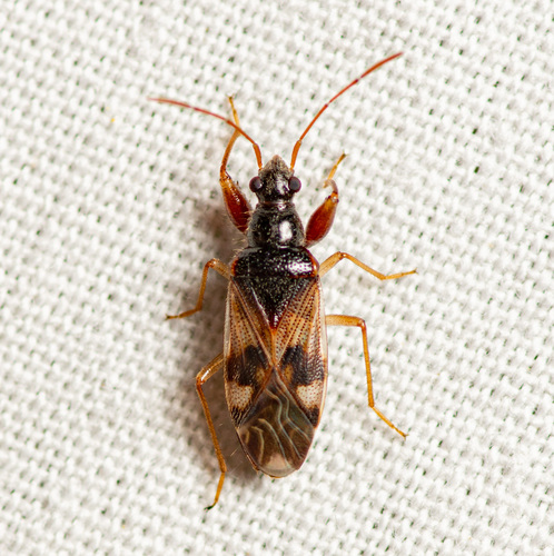 Pseudopamera nitidula