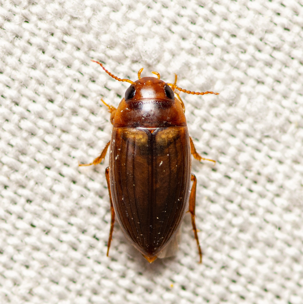 Copelatus debilis