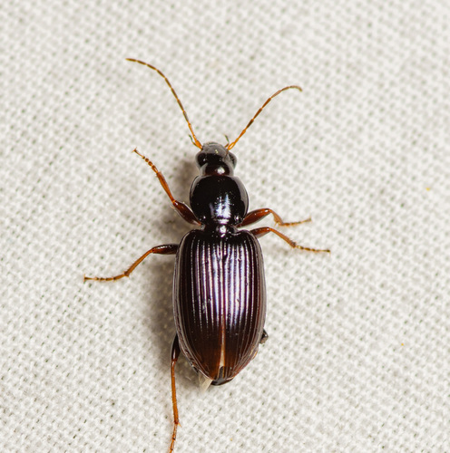 Punctiform Harp Ground Beetle photo 3