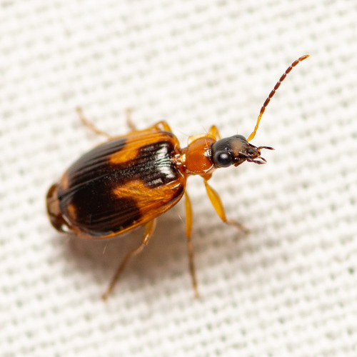 Ringed Harp Ground Beetle