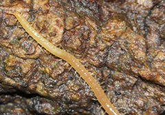 Schendyla nemorensis