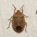 Elf Shoe Stink Bug - Photo (c) Justin Williams, some rights reserved (CC BY), uploaded by Justin Williams