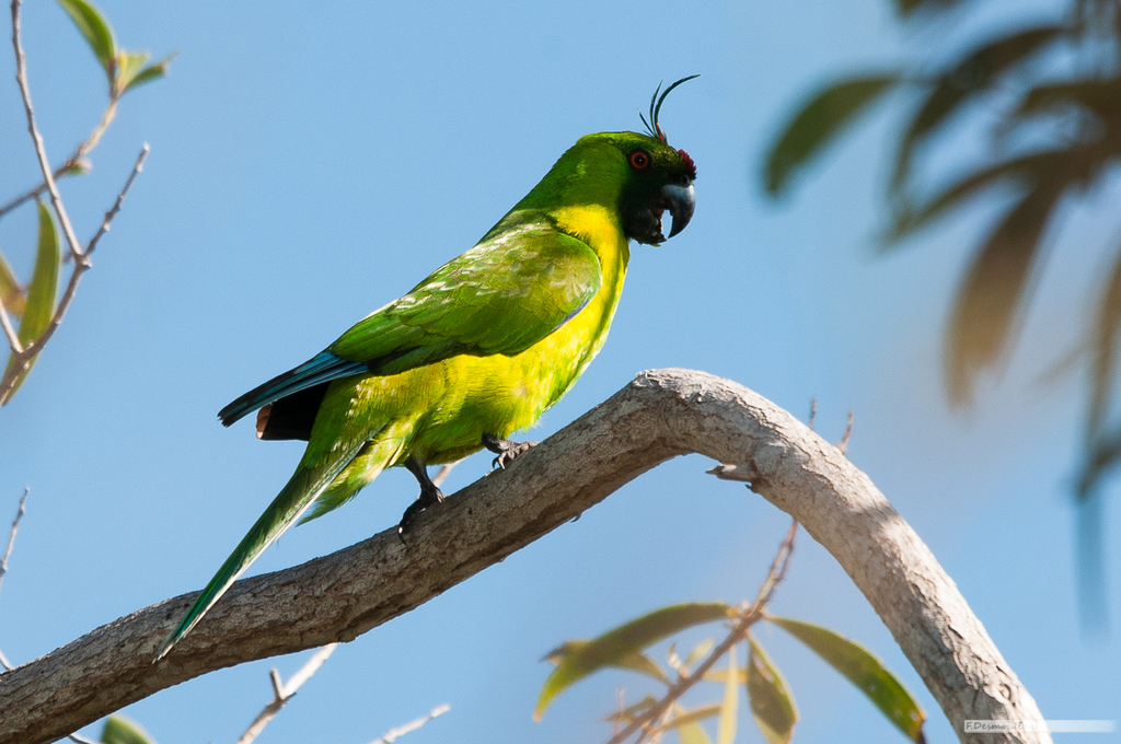 Ouvea Parakeet (Eunymphicus uvaeensis) photo