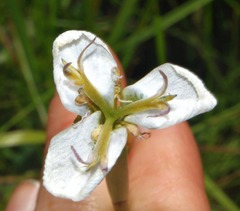 Moraea pubiflora