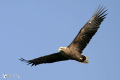 Haliaeetus albicilla