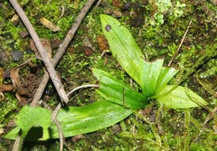 Stenoglottis