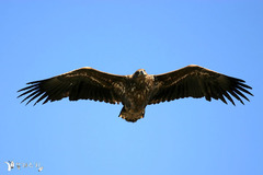 Haliaeetus albicilla