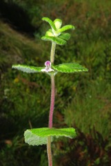 Stachys arachnoidea