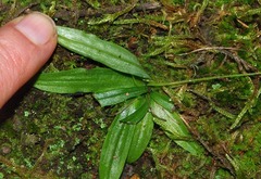 Stenoglottis