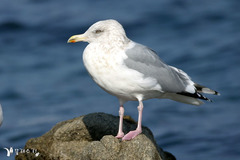 Larus argentatus vegae