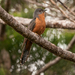 New Caledonia Fan-tailed Cuckoo - Photo (c) Frédéric Desmoulins, some rights reserved (CC BY-NC), uploaded by Frédéric Desmoulins