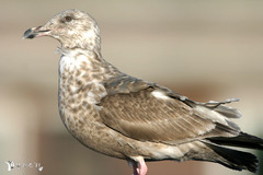 Larus schistisagus