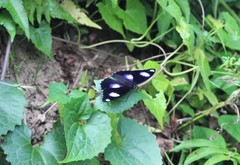 Hypolimnas bolina bolina