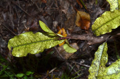 Quintinia serrata