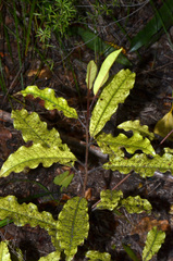 Quintinia serrata