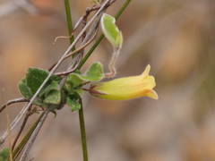 Marianthus bignoniaceus