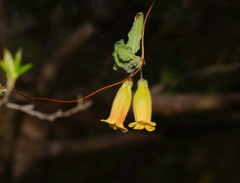 Marianthus bignoniaceus