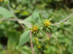 Sigesbeckia pubescens