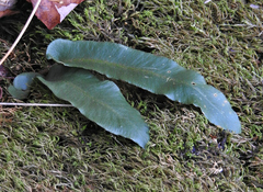 Asplenium scolopendrium americanum