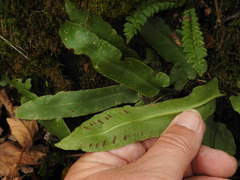 Asplenium scolopendrium americanum