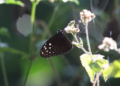 Euploea mulciber basilissa