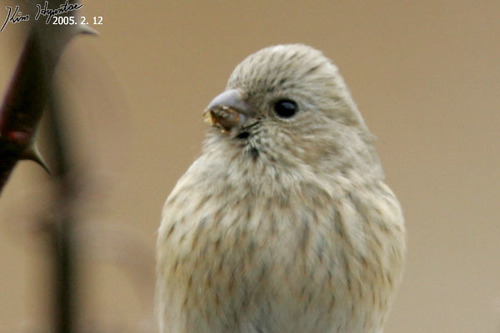 Long-tailed Rosefinch
