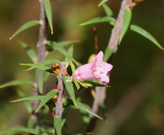 Epacris impressa